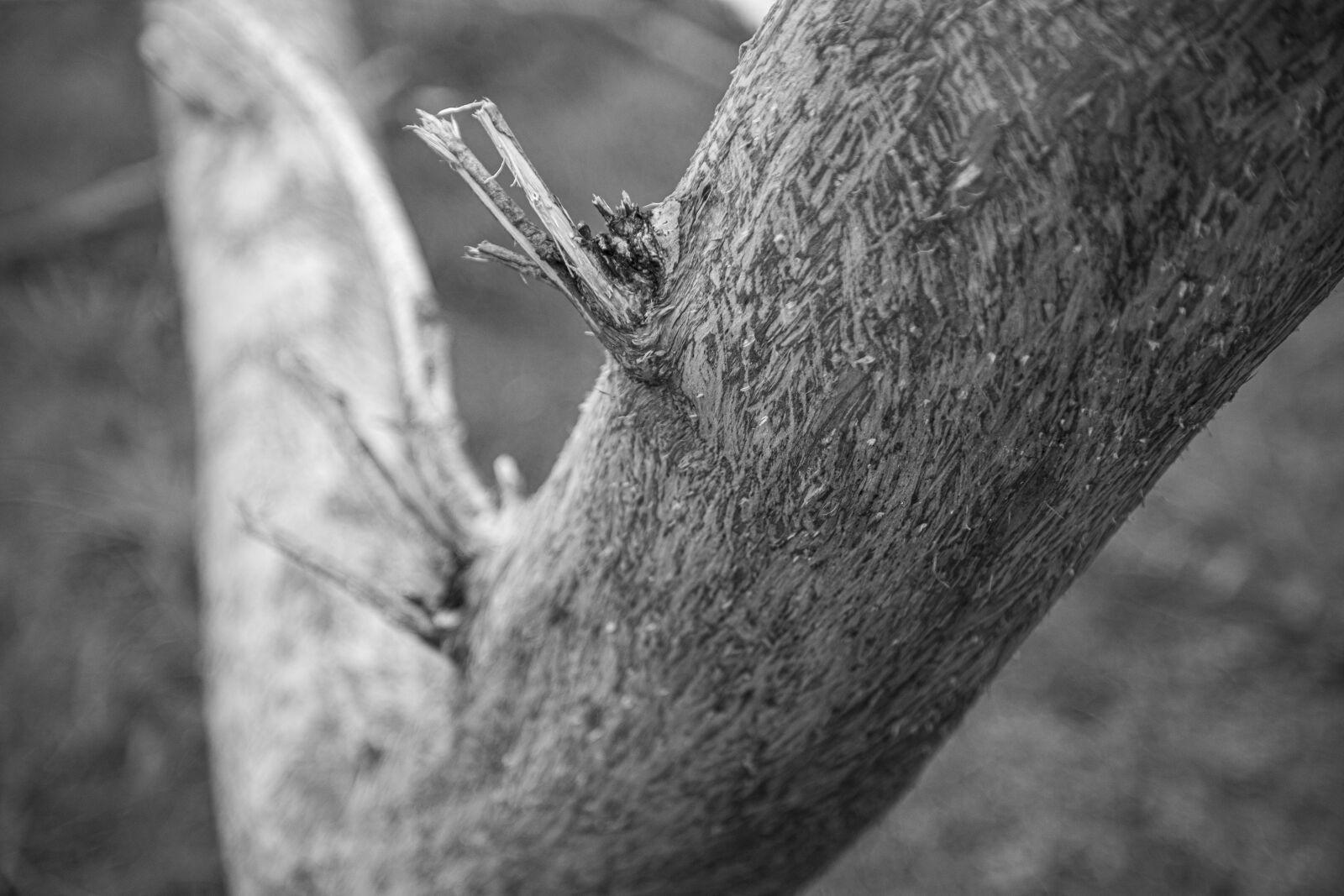 Canon EOS 5D Mark IV sample photo. Texture, tree, bark photography