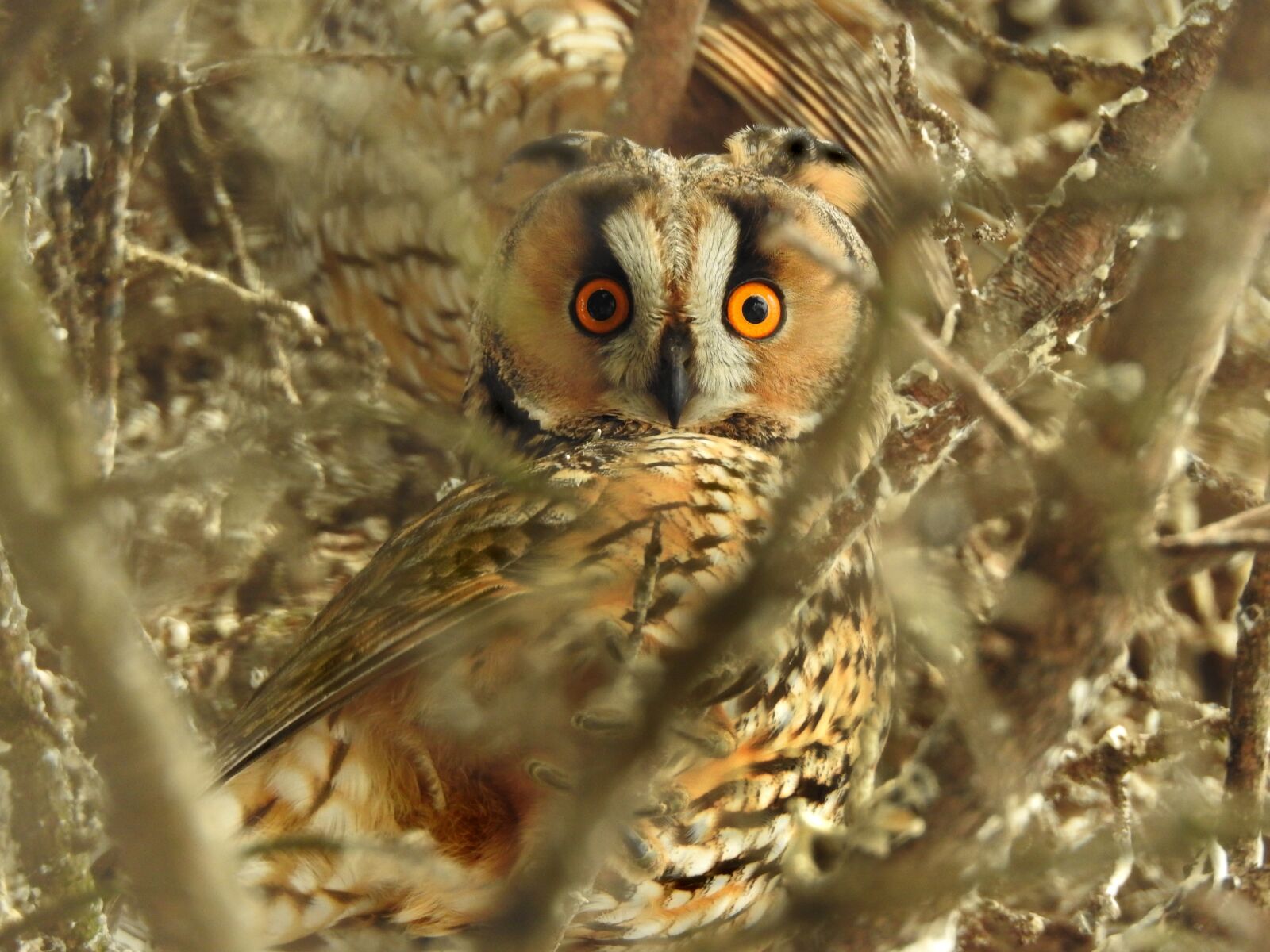 Nikon Coolpix P900 sample photo. Owl, long eared owl photography