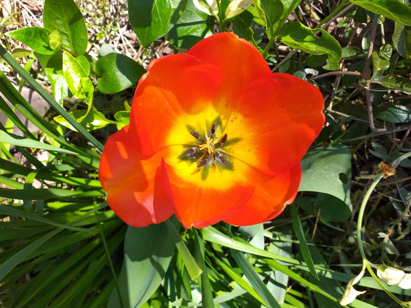 Samsung Galaxy J6+ sample photo. Tulip, garden, mill photography