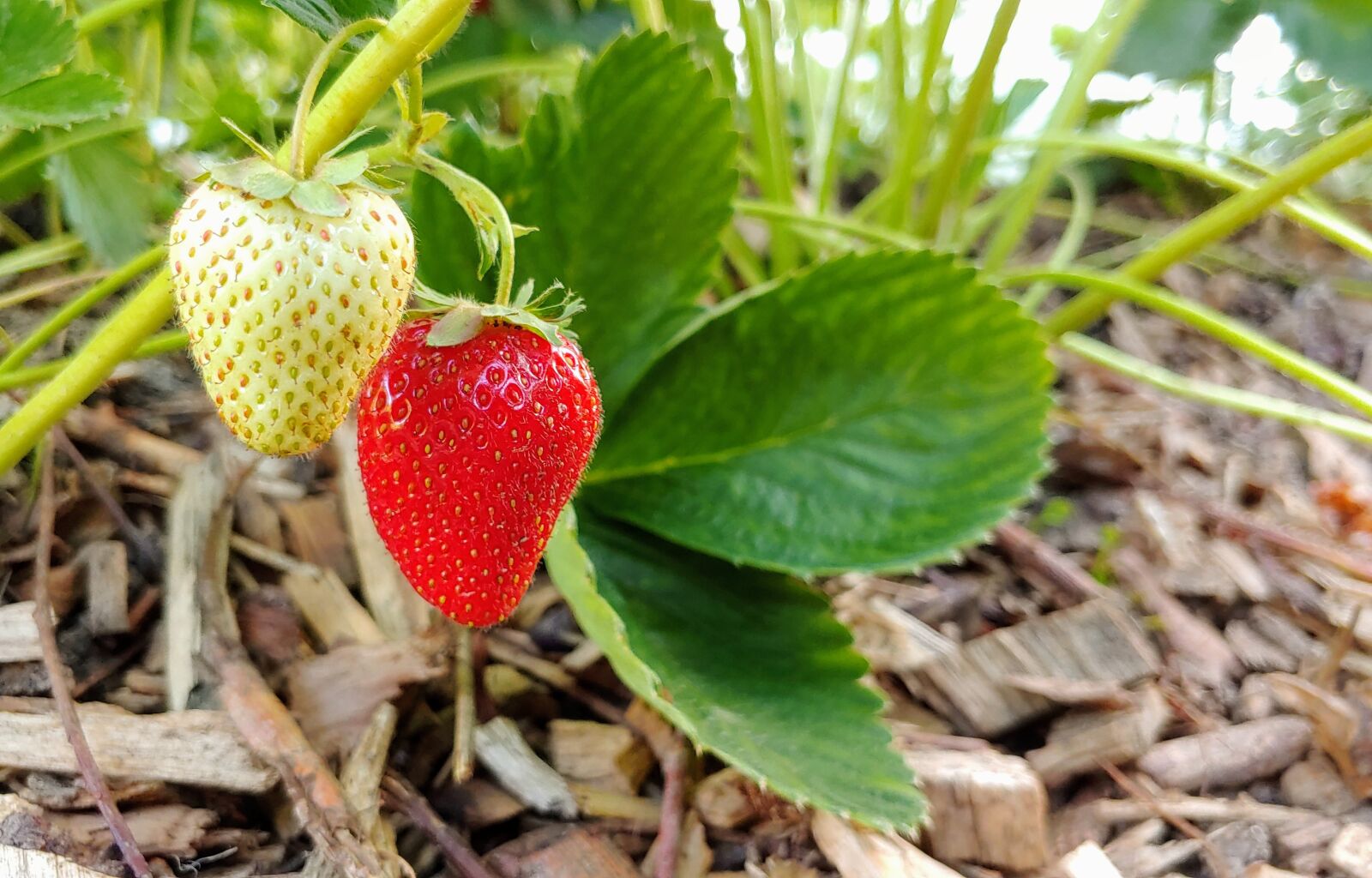LG LM-V405 sample photo. Red green, strawberry, garden photography