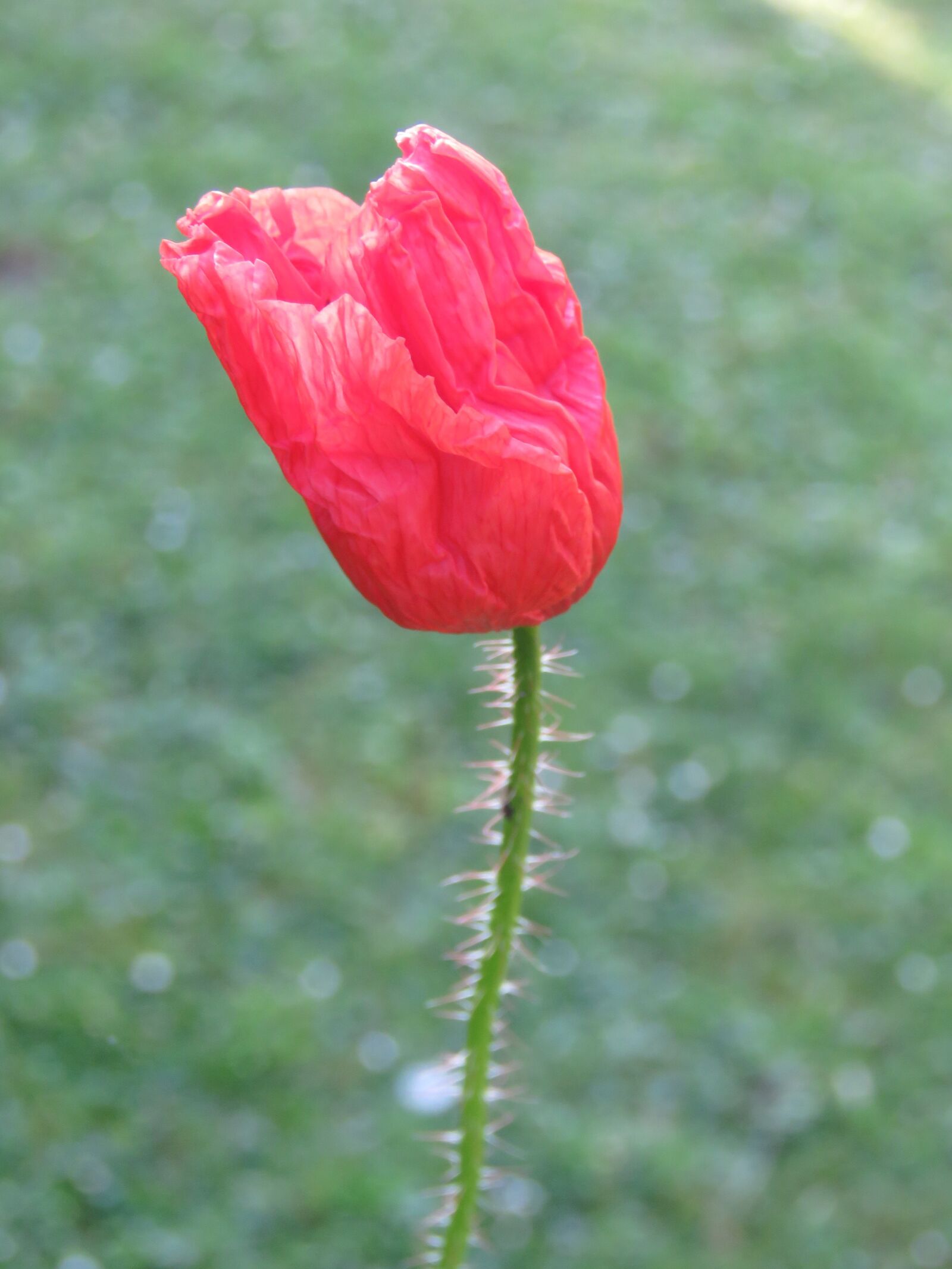 Canon PowerShot SX60 HS sample photo. Poppy, flower, red photography