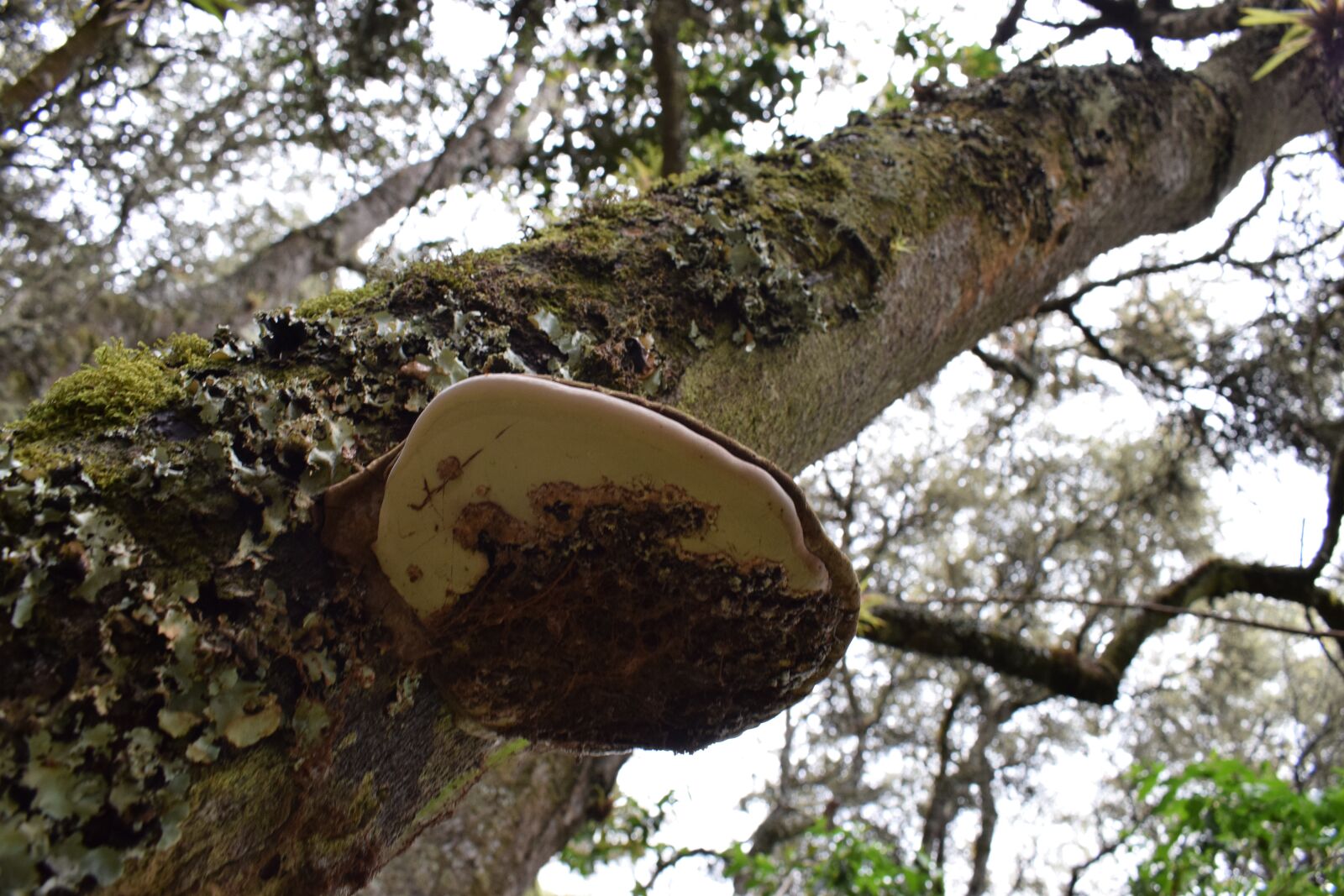 Nikon D3300 sample photo. Hongos, fungi, naturaleza photography