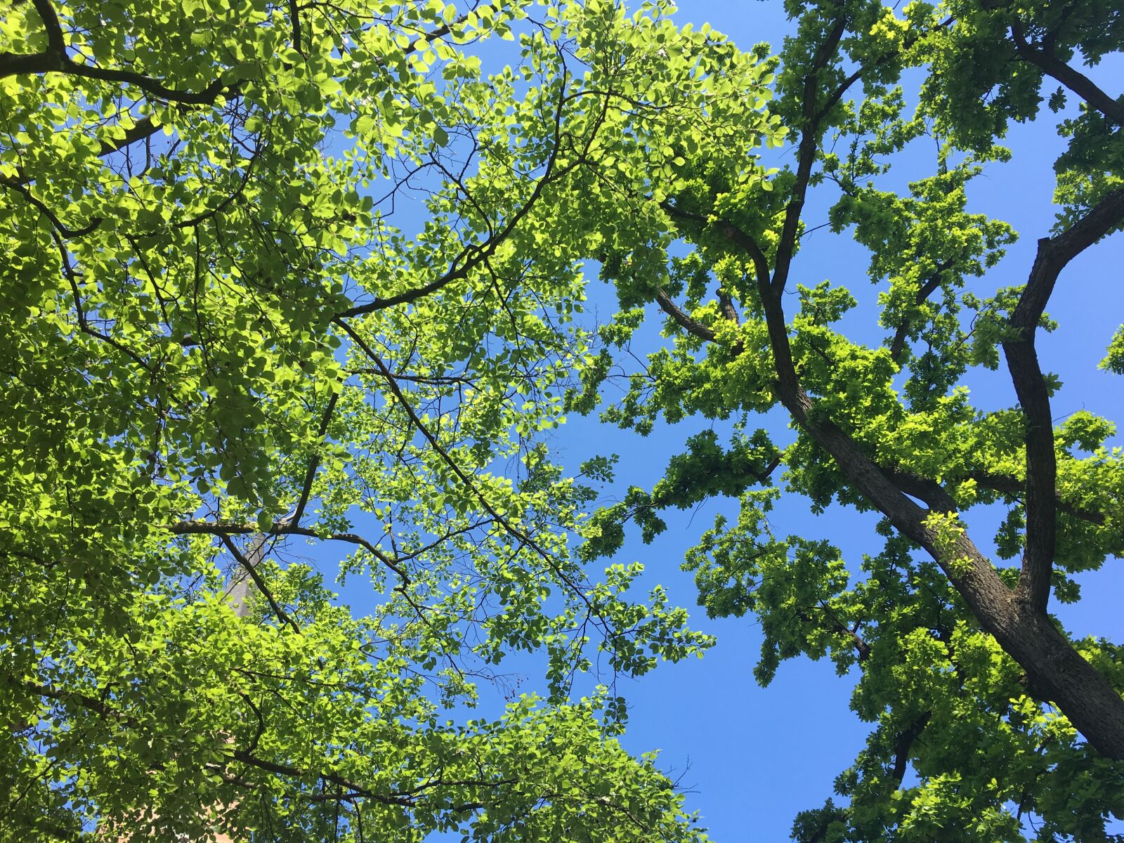 Apple iPhone 6s sample photo. Tree, leaves, green photography
