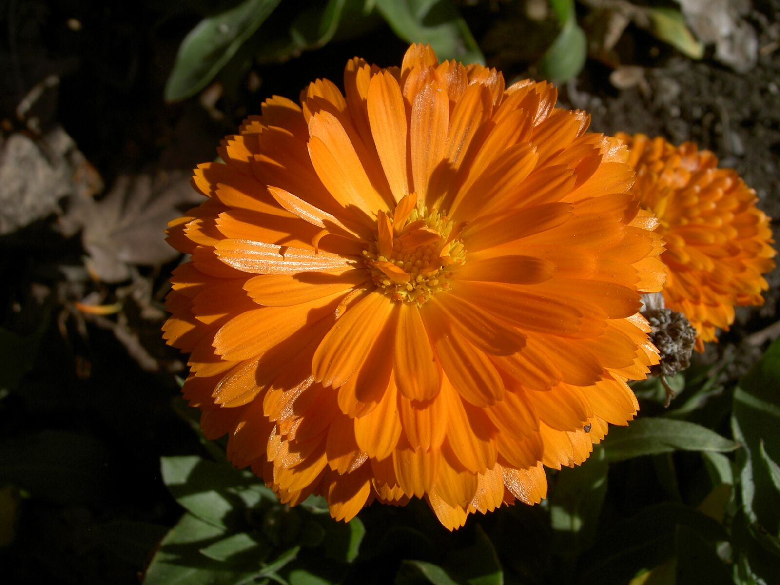 KONICA MINOLTA DiMAGE G500 sample photo. Zinnia, flower, orange photography