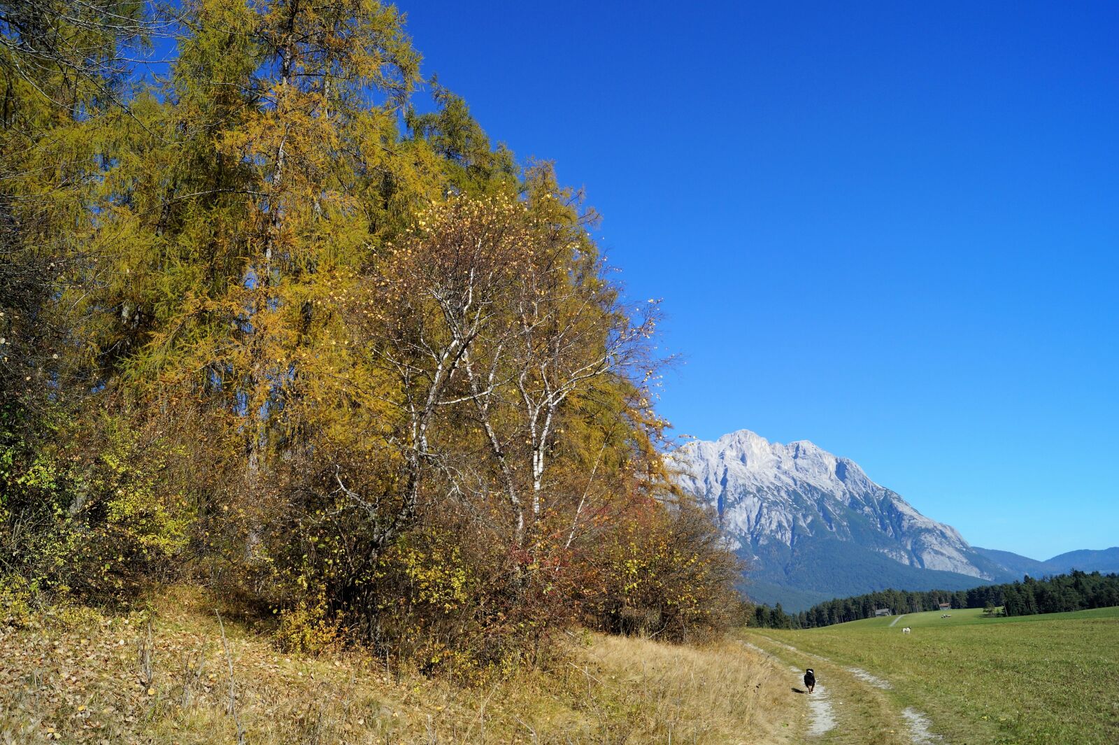 Sony DT 18-55mm F3.5-5.6 SAM II sample photo. Autumn, blue sky, tree photography