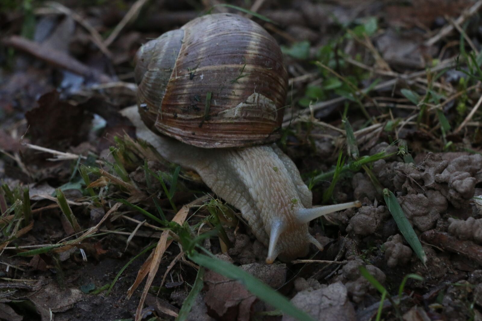 Canon EOS 70D sample photo. Macro, prato, grass photography
