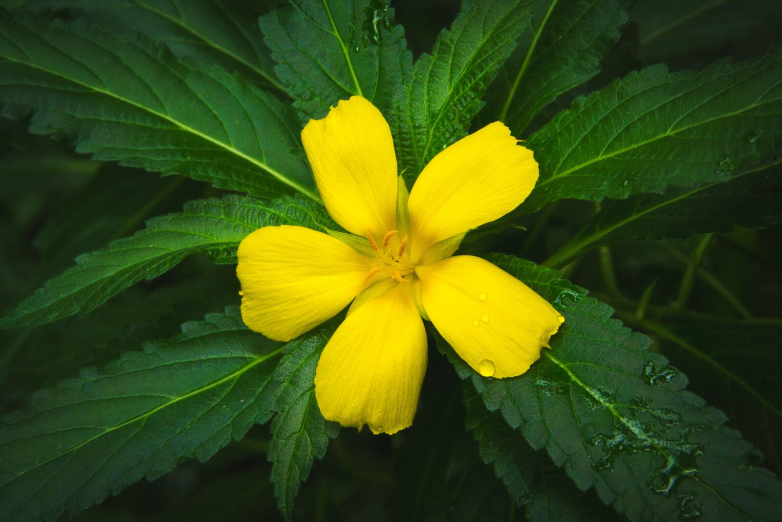 Panasonic Lumix DMC-FZ40 (Lumix DMC-FZ45) sample photo. Petals, yellow, blossom photography
