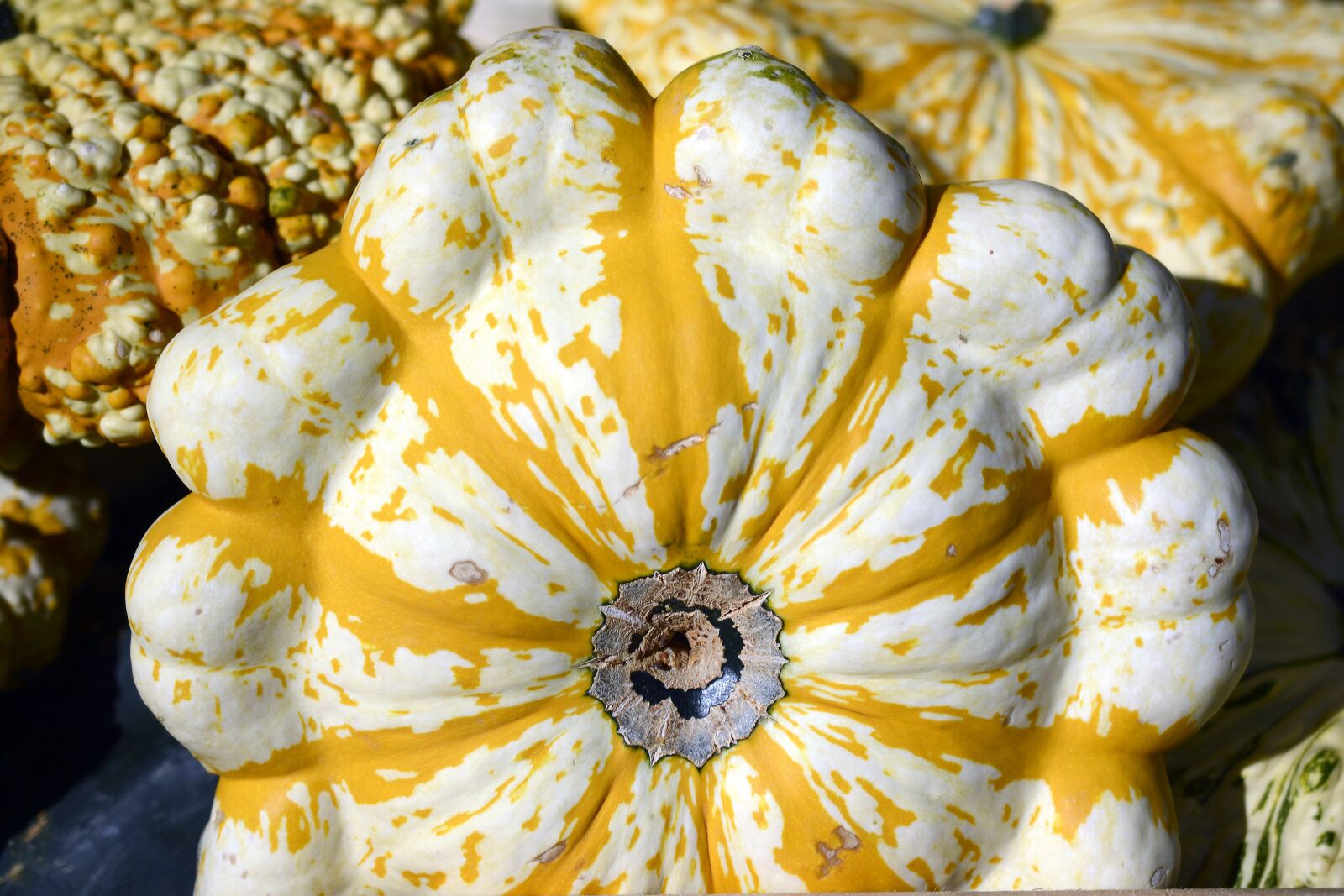 Nikon D7100 sample photo. Pumpkin, gourd, autumn photography