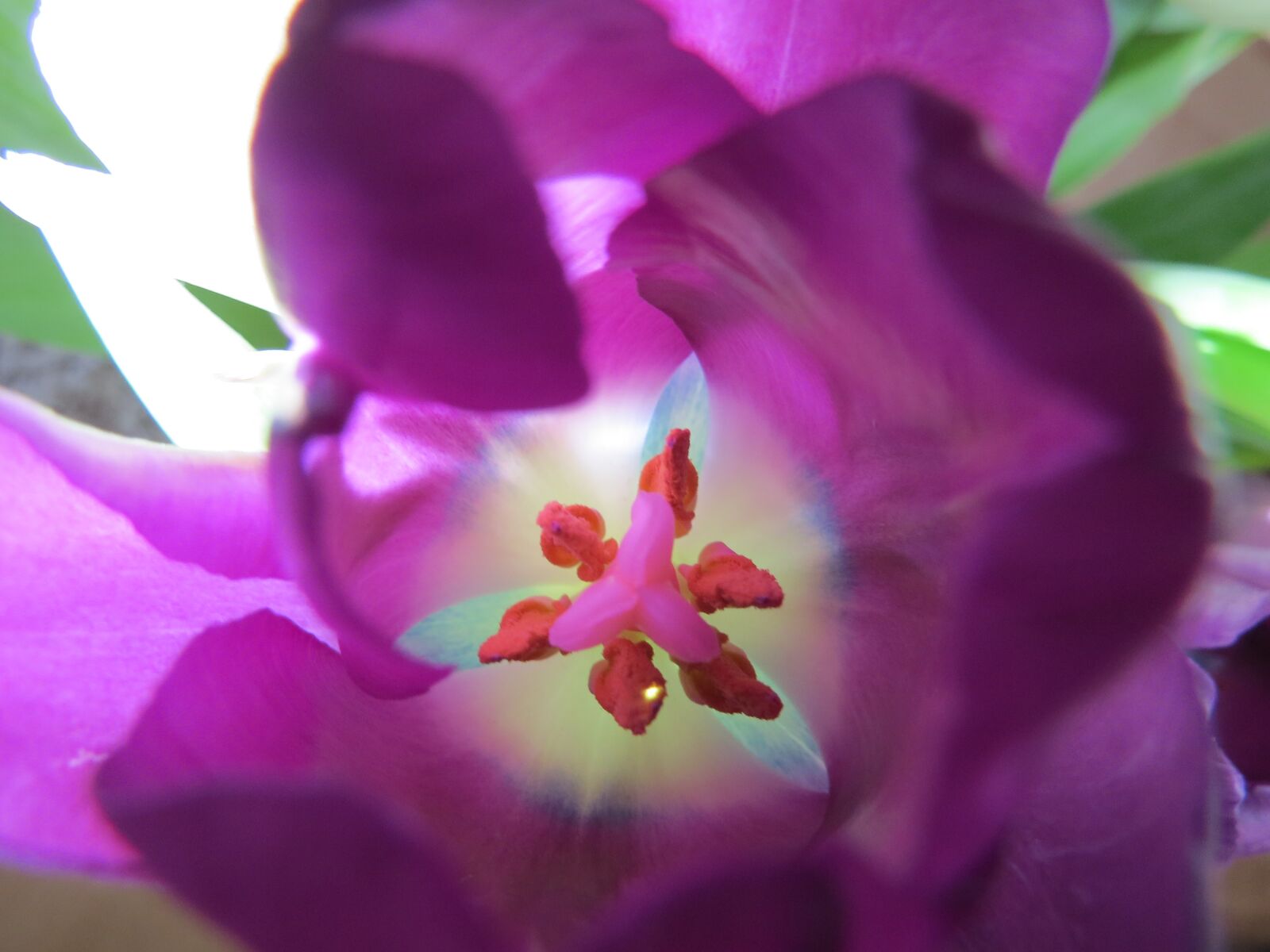 Canon PowerShot SX50 HS sample photo. Tulip, purple, pistil photography
