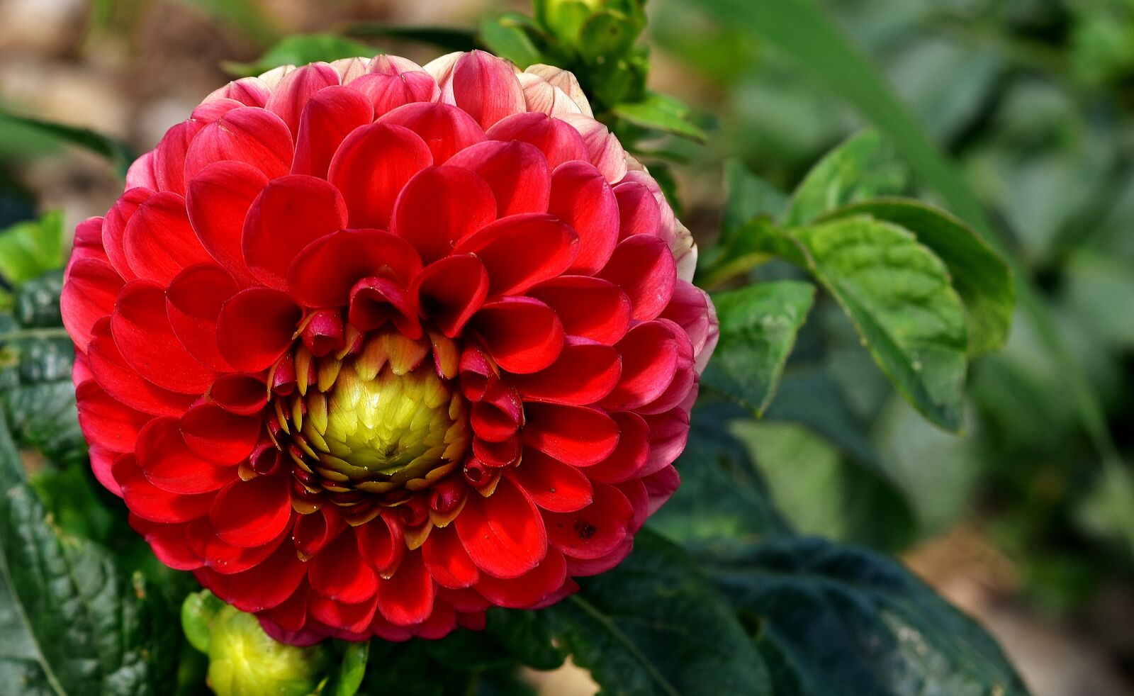 Nikon D7200 sample photo. Dahlia, dahlias, autumn photography