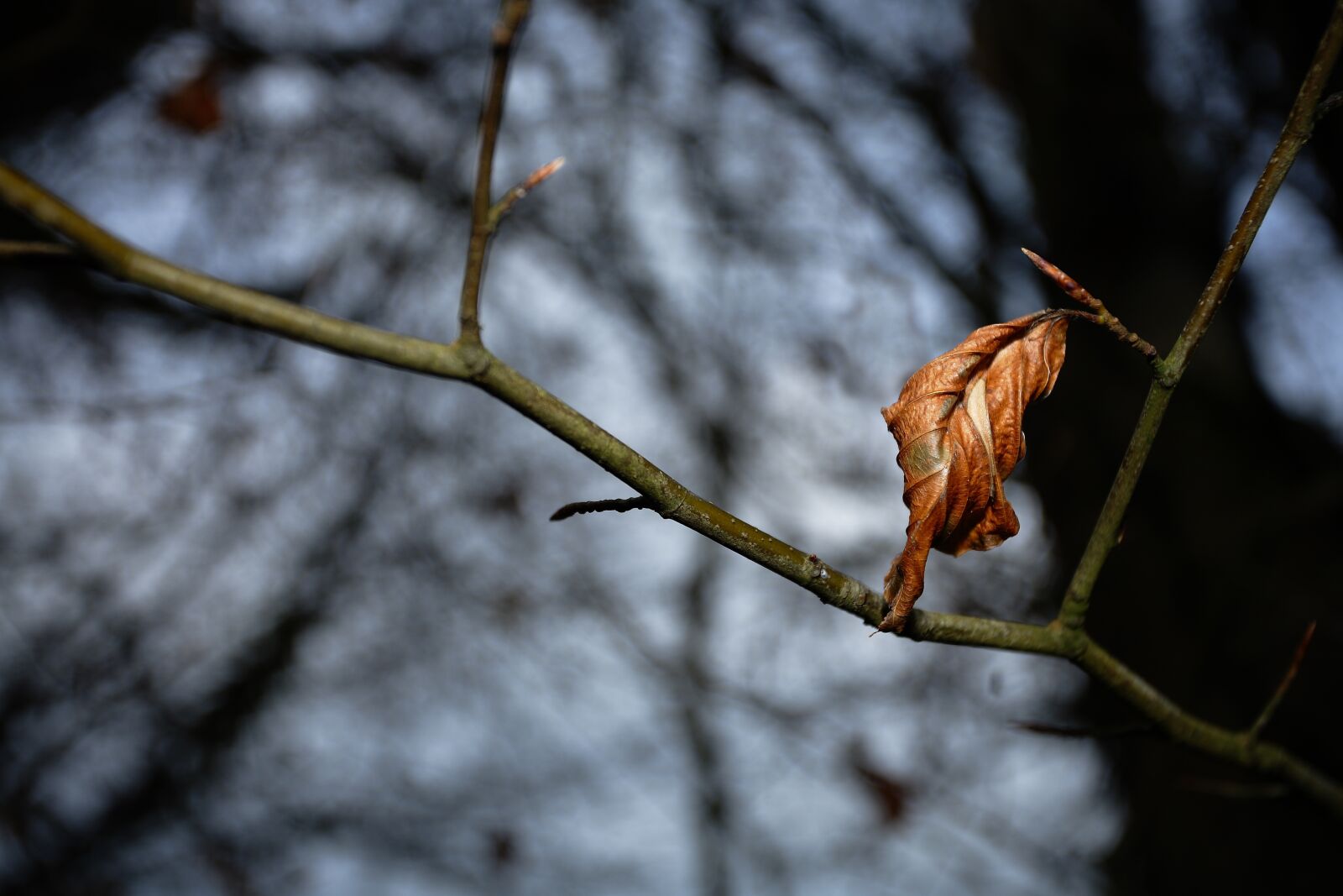 Canon EOS 5D sample photo. Autumn, leaf, leaves photography