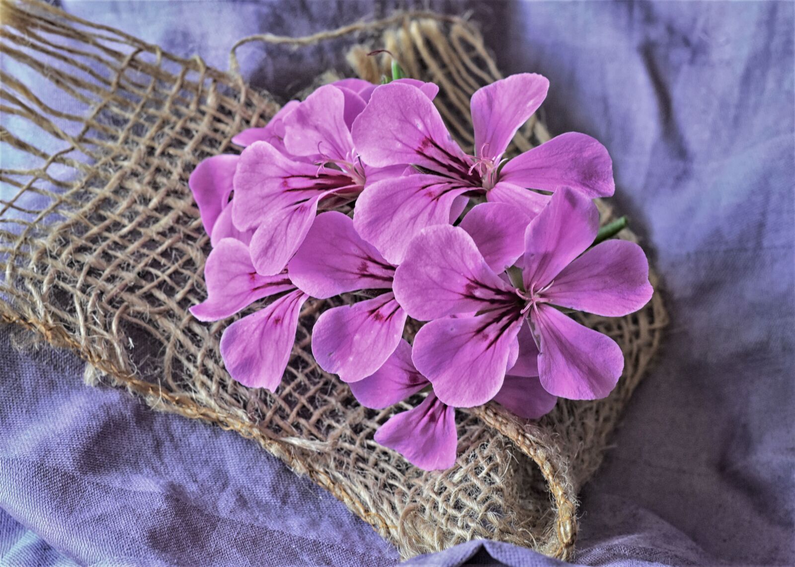 Nikon D7200 sample photo. Geranium, blossom, bloom photography