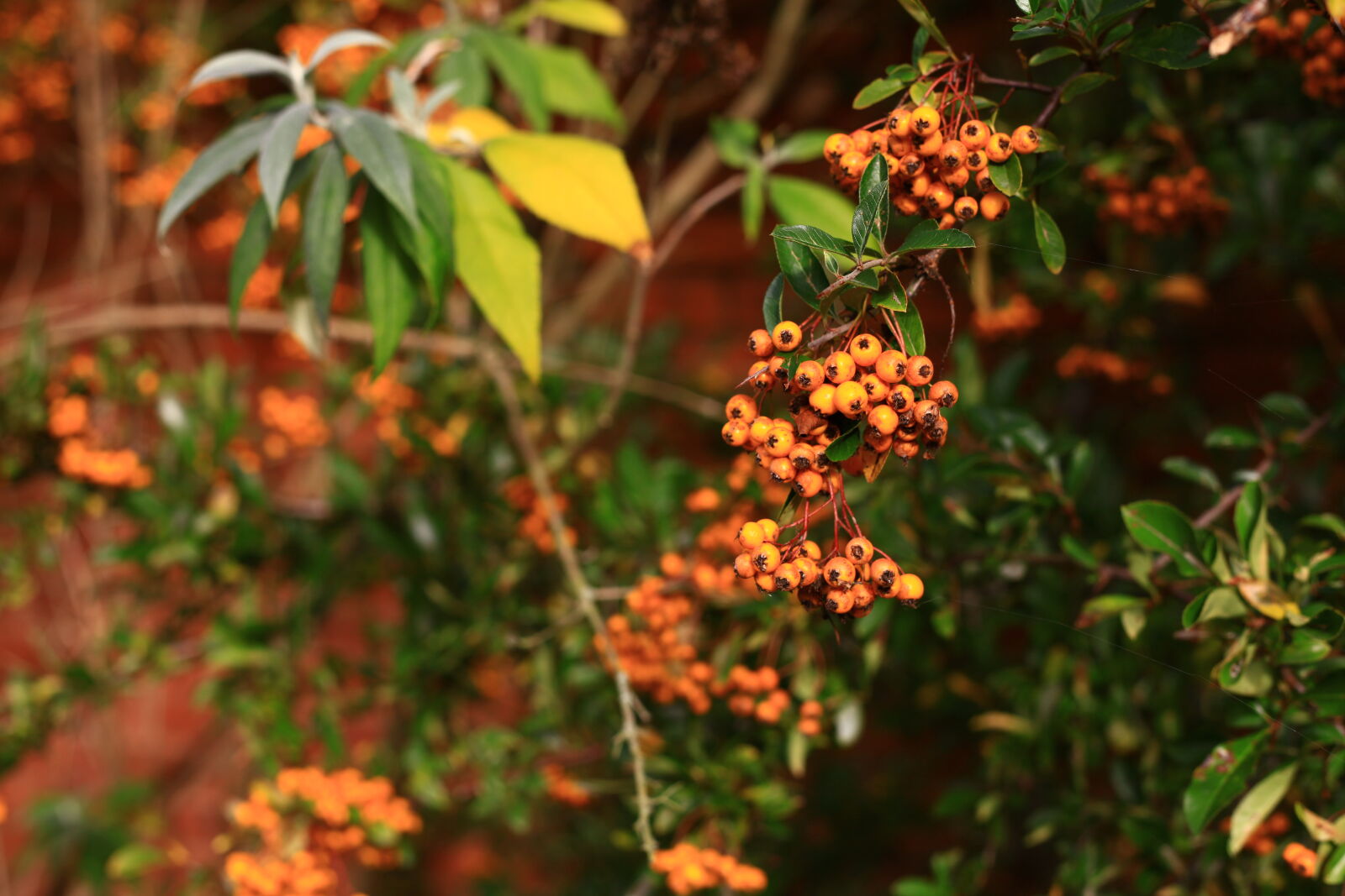 Canon EF 50mm F1.8 II sample photo. Autumn, colours, berries, orange photography