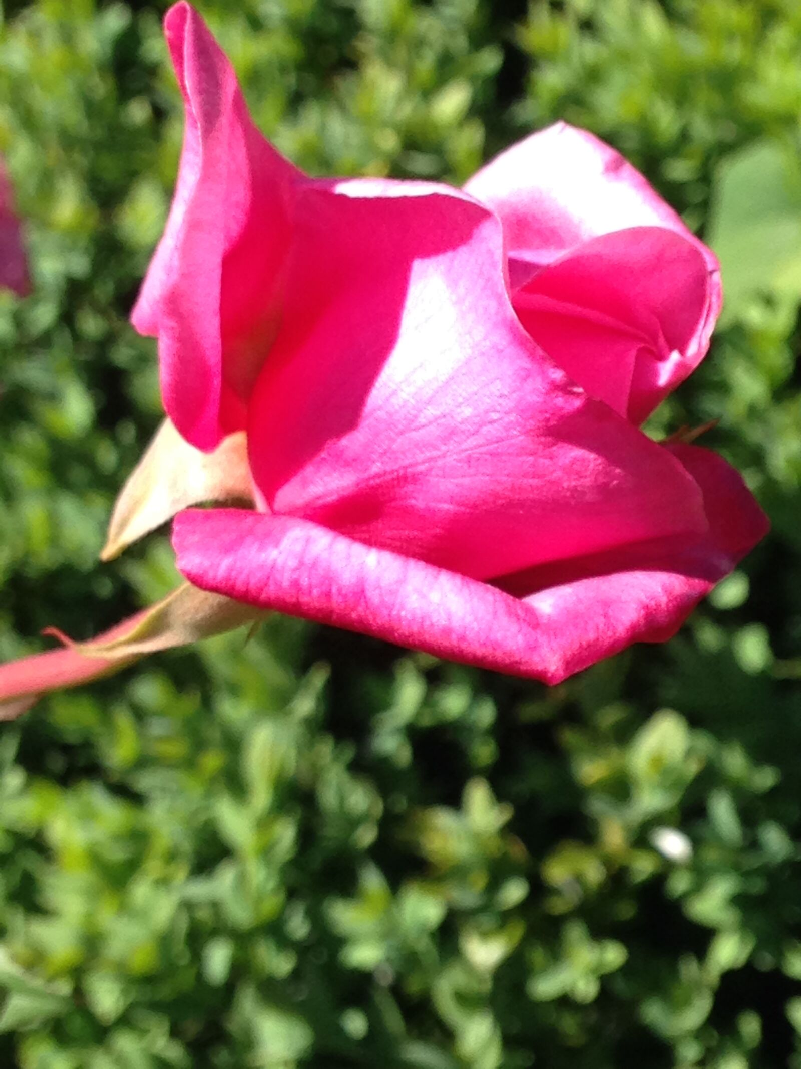 iPhone 5c back camera 4.12mm f/2.4 sample photo. Flower, red, flowers, rosebuds photography