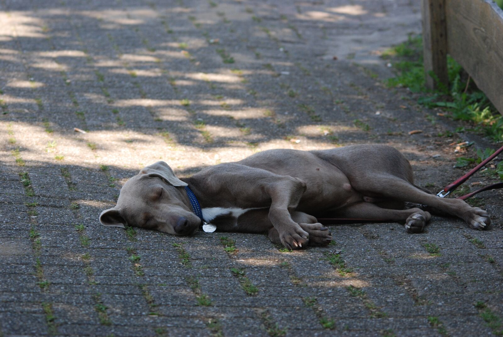 Nikon D80 sample photo. Dog, grey, sleep photography