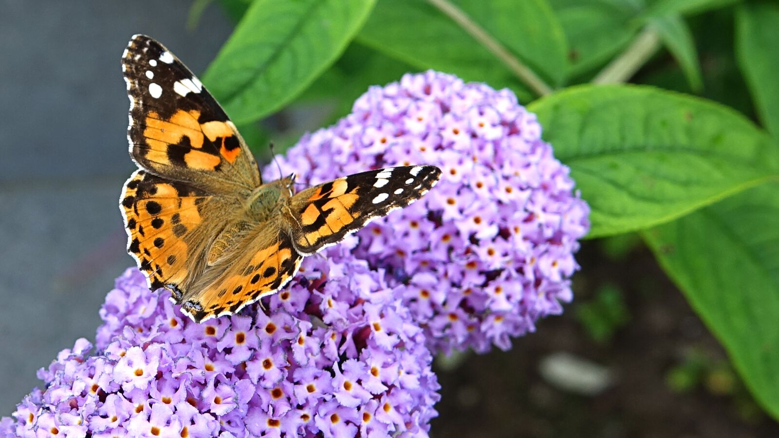 Sony Cyber-shot DSC-RX10 III sample photo. Butterfly, colorful, insect photography