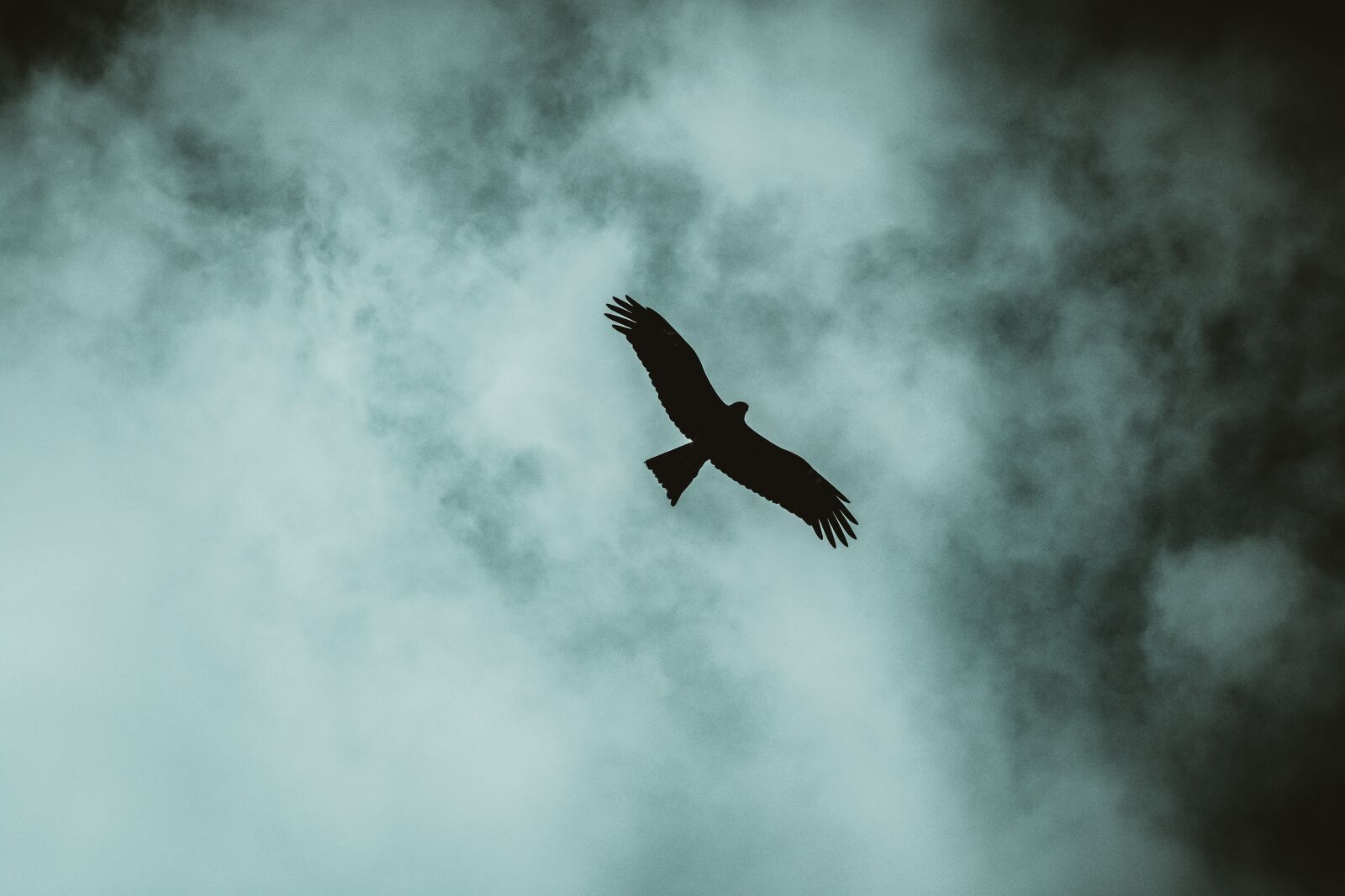 Nikon D5200 sample photo. Bird, eagle, flying photography