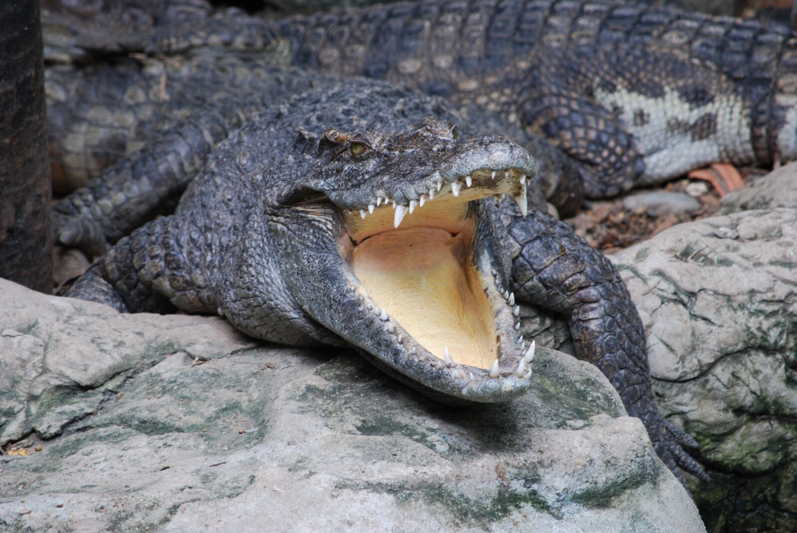 Nikon D60 sample photo. Crocodile, zoo, mouth photography