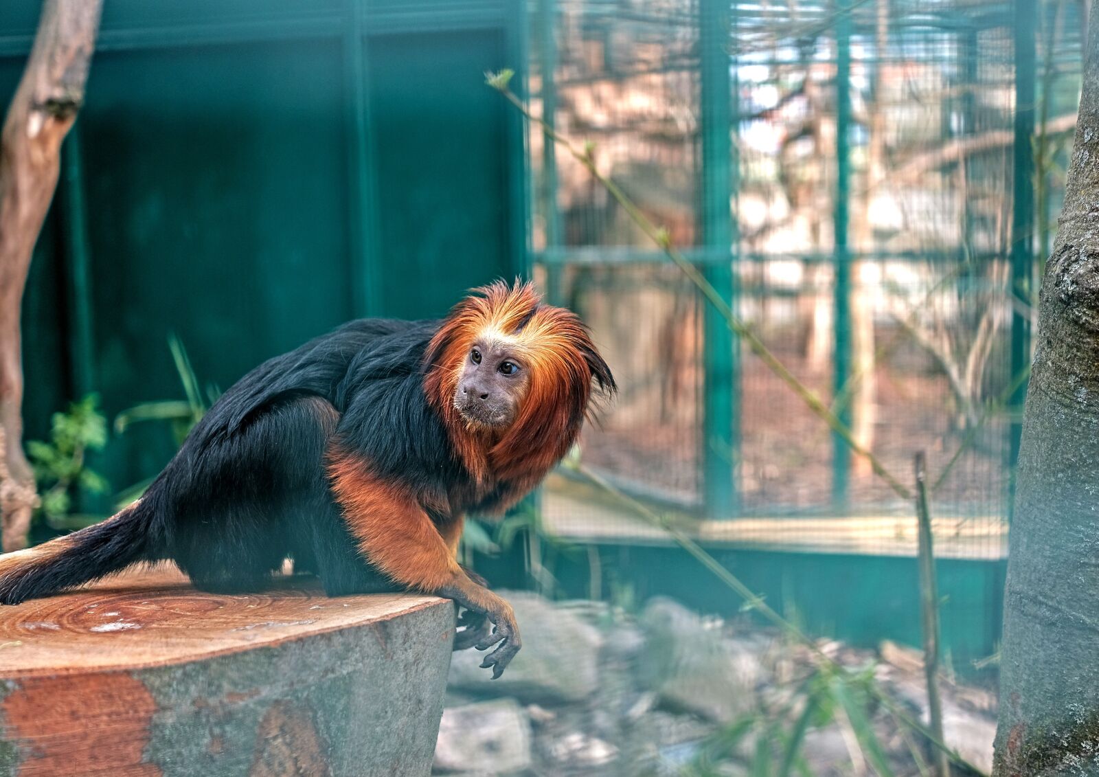 Fujifilm X-T20 + Fujifilm XF 27mm F2.8 sample photo. Animal, nature, zoo photography