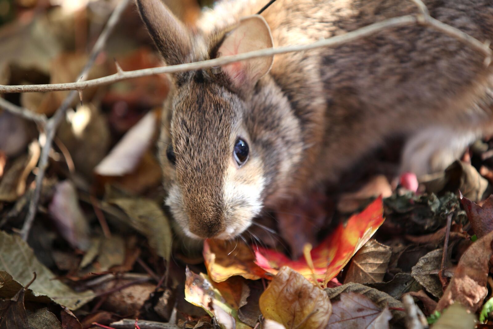Canon EOS 5D Mark II sample photo. New england, cottontails, native photography