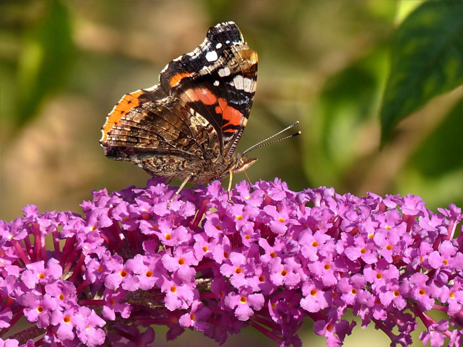 Panasonic Lumix DMC-FZ200 sample photo. Animal, insect, butterfly photography