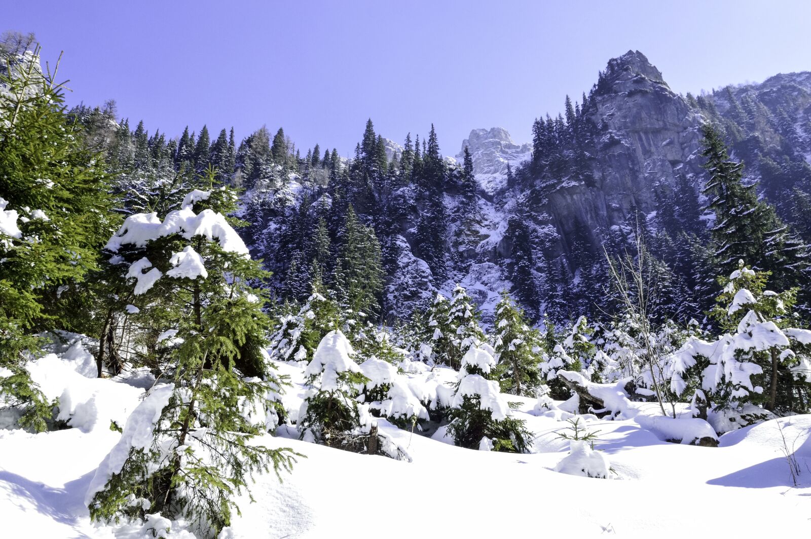Nikon D3200 sample photo. Cold, december, forest photography