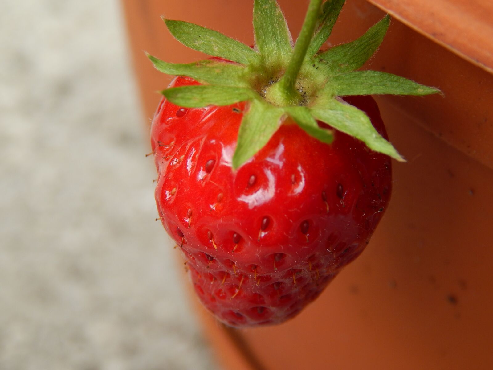 Nikon Coolpix L820 sample photo. Strawberry, sweet, red photography