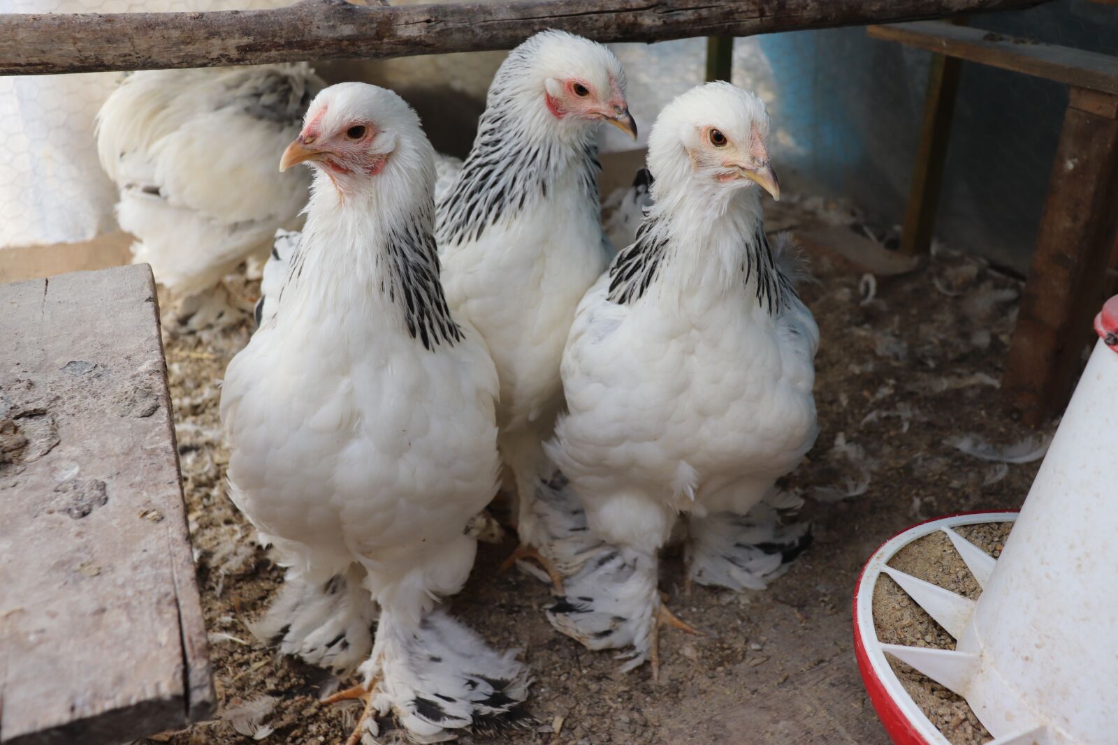 Canon EOS 200D (EOS Rebel SL2 / EOS Kiss X9) sample photo. Brahma, chicken, livestock photography