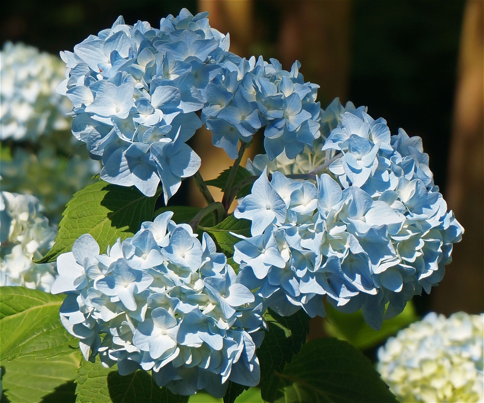 Sony Alpha NEX-5T sample photo. Hydrangea trio, hydrangea, blossom photography