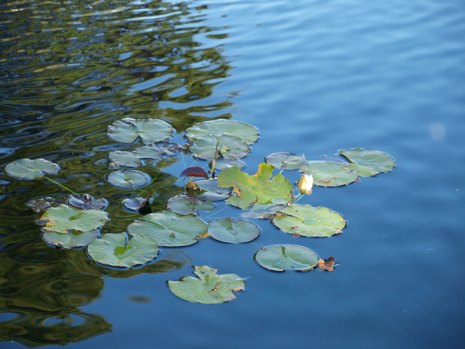 Olympus E-520 (EVOLT E-520) sample photo. Lotus, zen, meditation photography