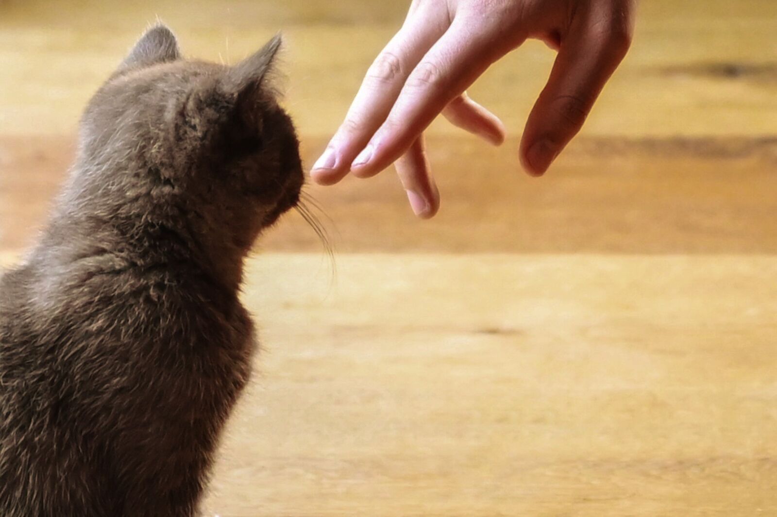 Nikon Z6 sample photo. Kitten, cat, young photography