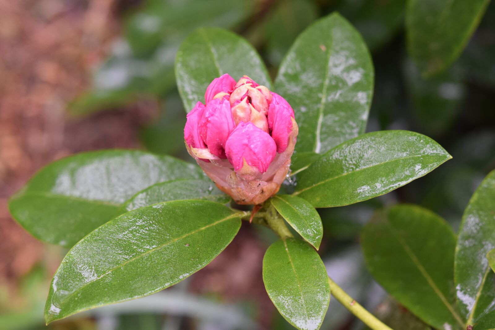 Nikon D5600 sample photo. Flower bud, flower, green photography