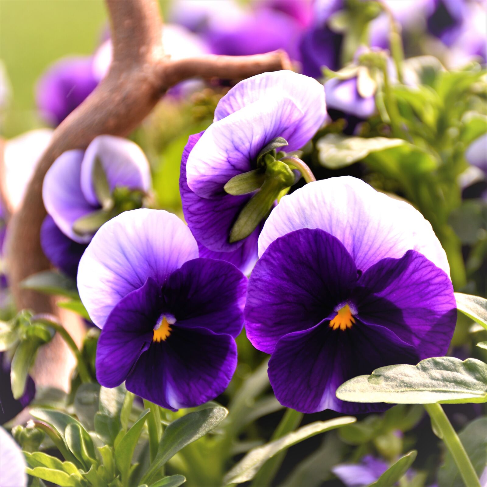 Nikon D5500 sample photo. Pansy, violet, blue photography