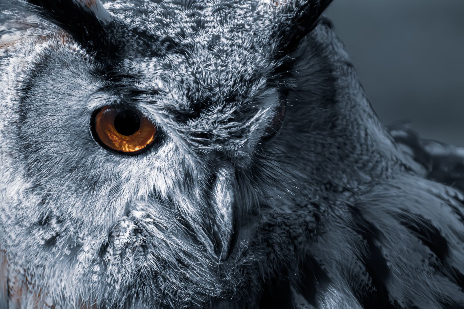 Nikon D7200 sample photo. Owl, bird, feather photography