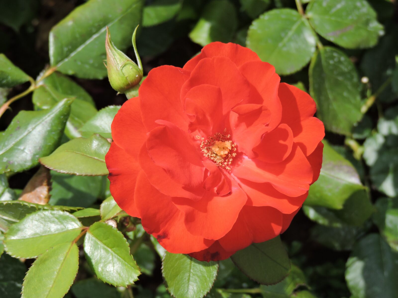 Nikon Coolpix P530 sample photo. Rose, red, flower photography
