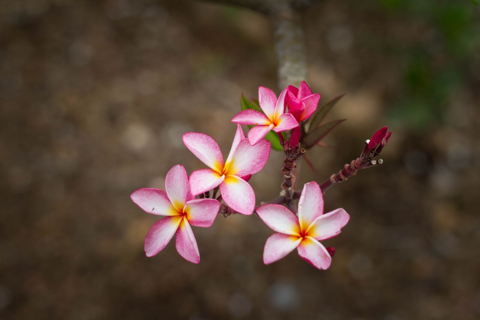 Canon EOS 7D + Canon EF 50mm F1.8 II sample photo. Bloom, flora, flowers photography