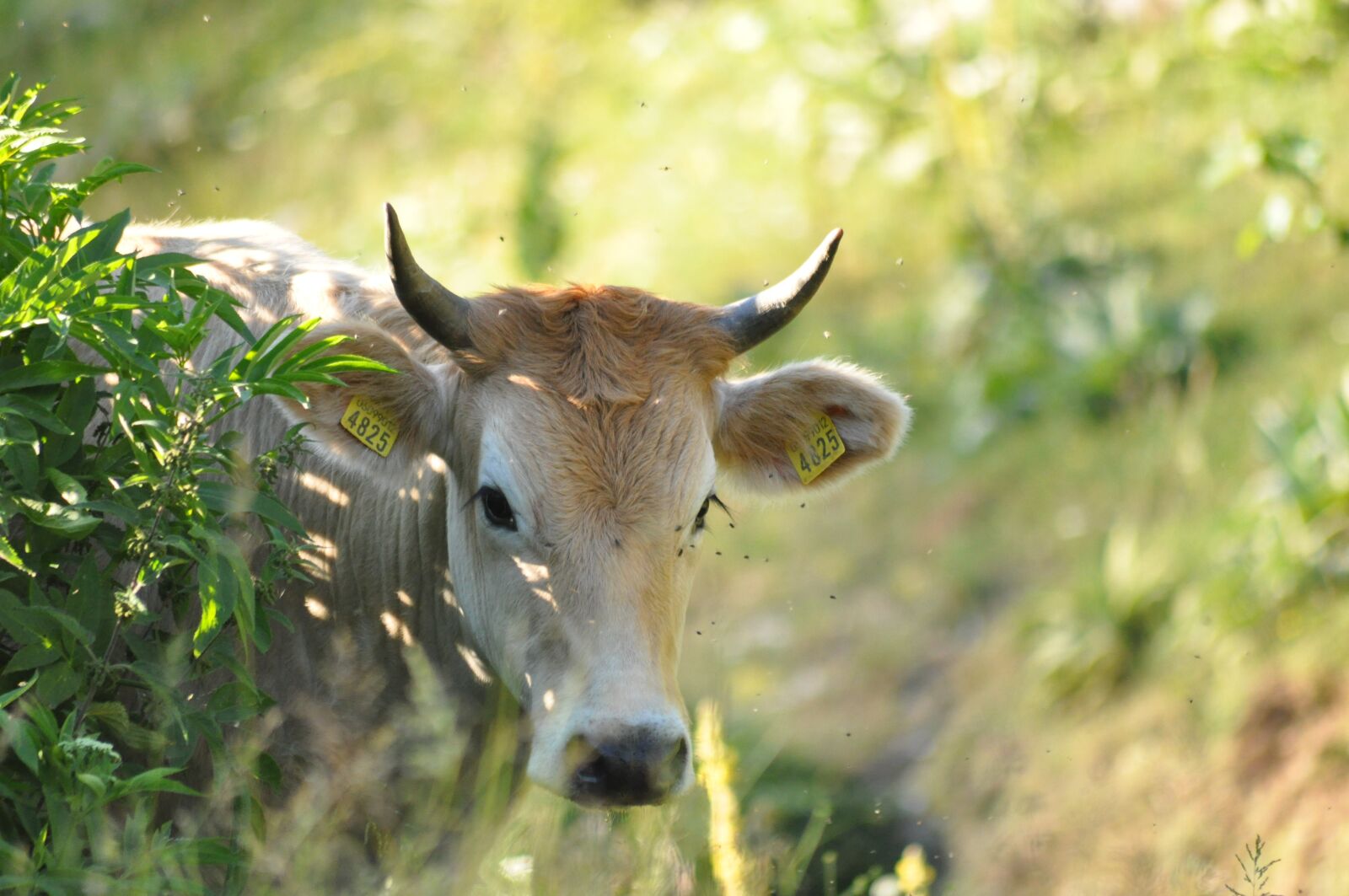 Nikon D90 sample photo. Animals, forest, cow photography