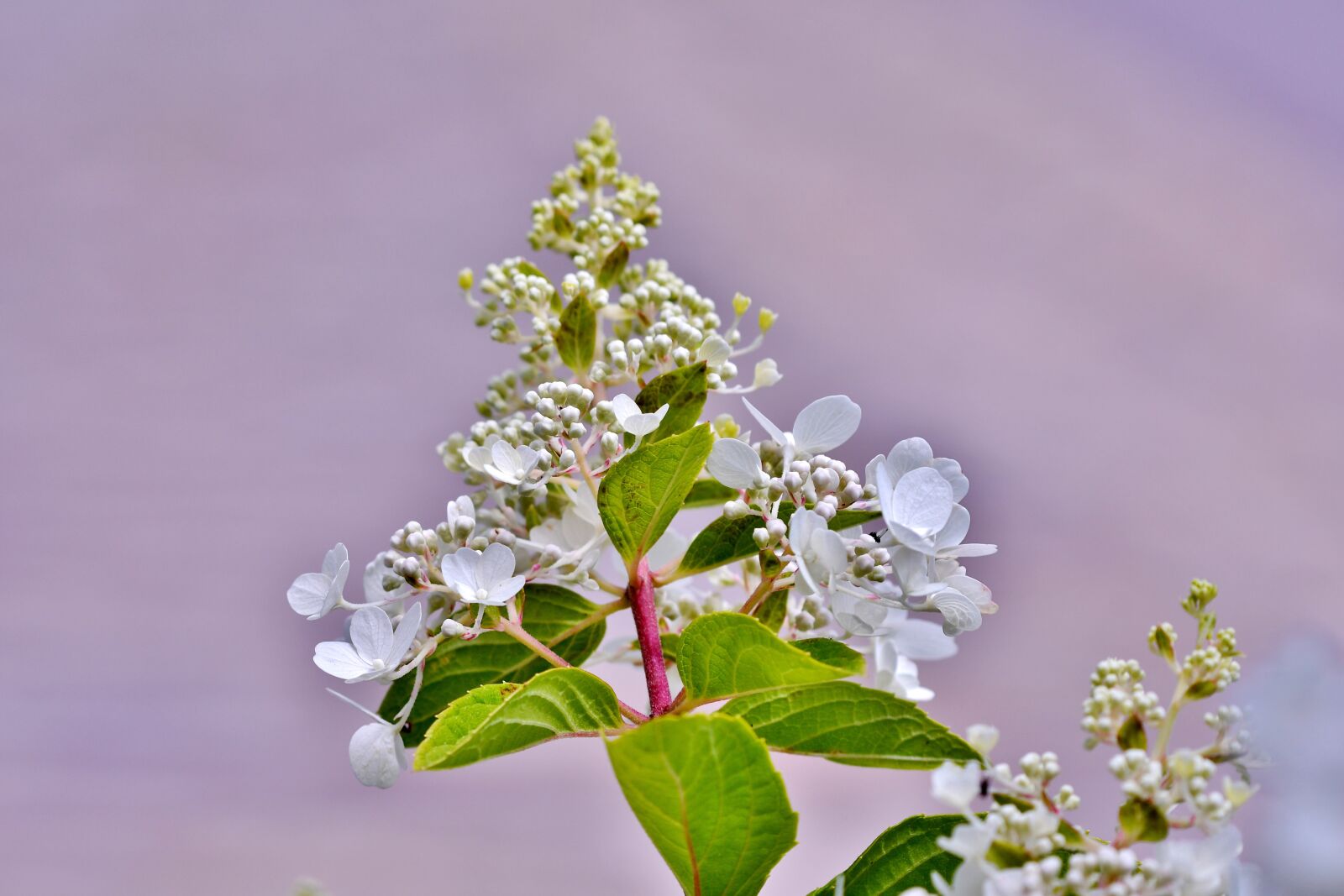 Nikon D500 sample photo. Pluimhortensia, flowers, plant photography