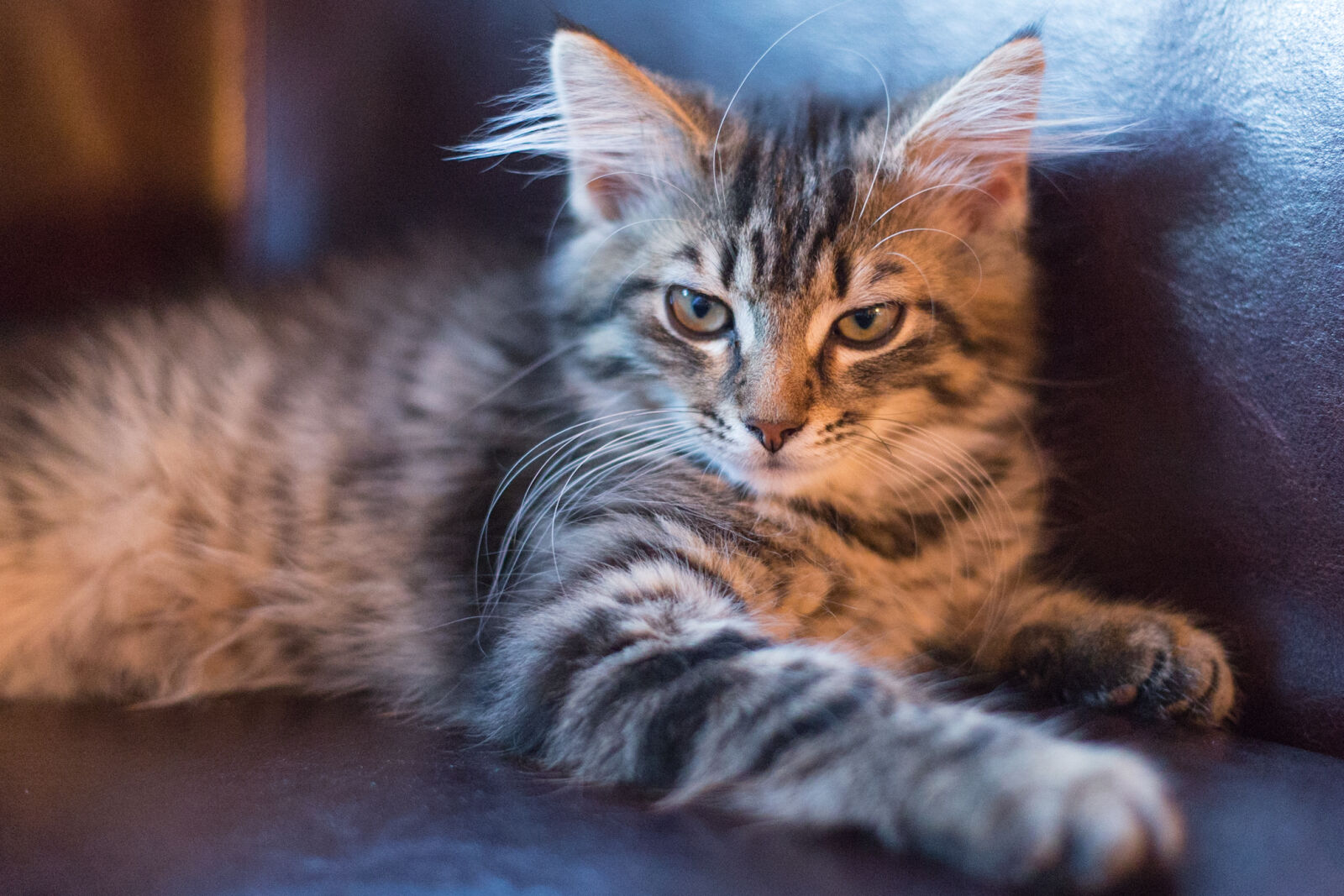 Canon EF 50mm F1.4 USM sample photo. Cat, kitten photography