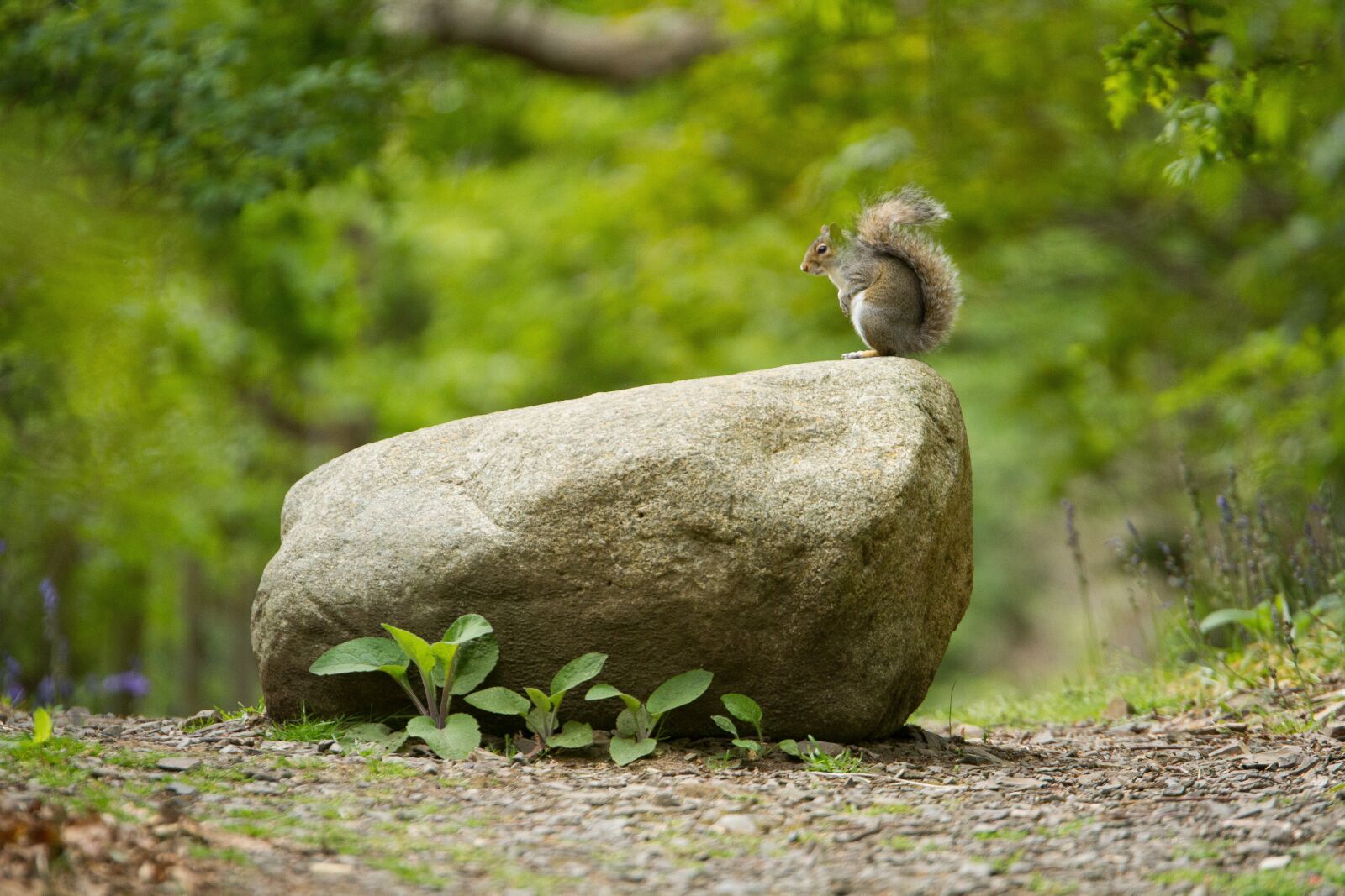 Canon EOS 7D sample photo. Squirrel, rock, wildlife photography