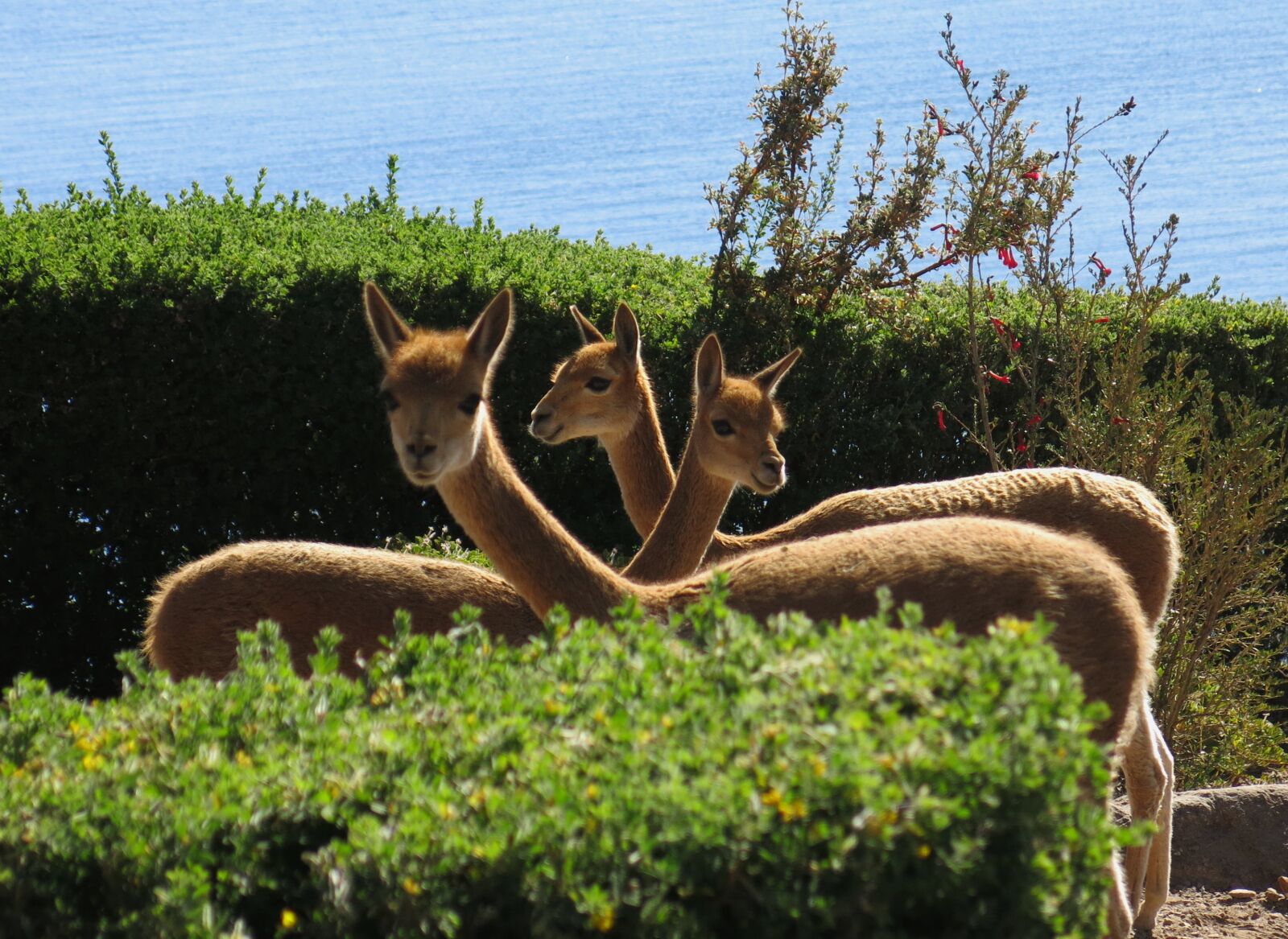 Canon PowerShot G15 sample photo. Vicuna, camel, lake titicaca photography