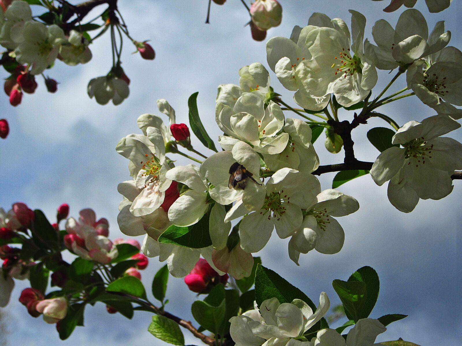 Canon PowerShot SX610 HS sample photo. Blossom, white blossom, pink photography