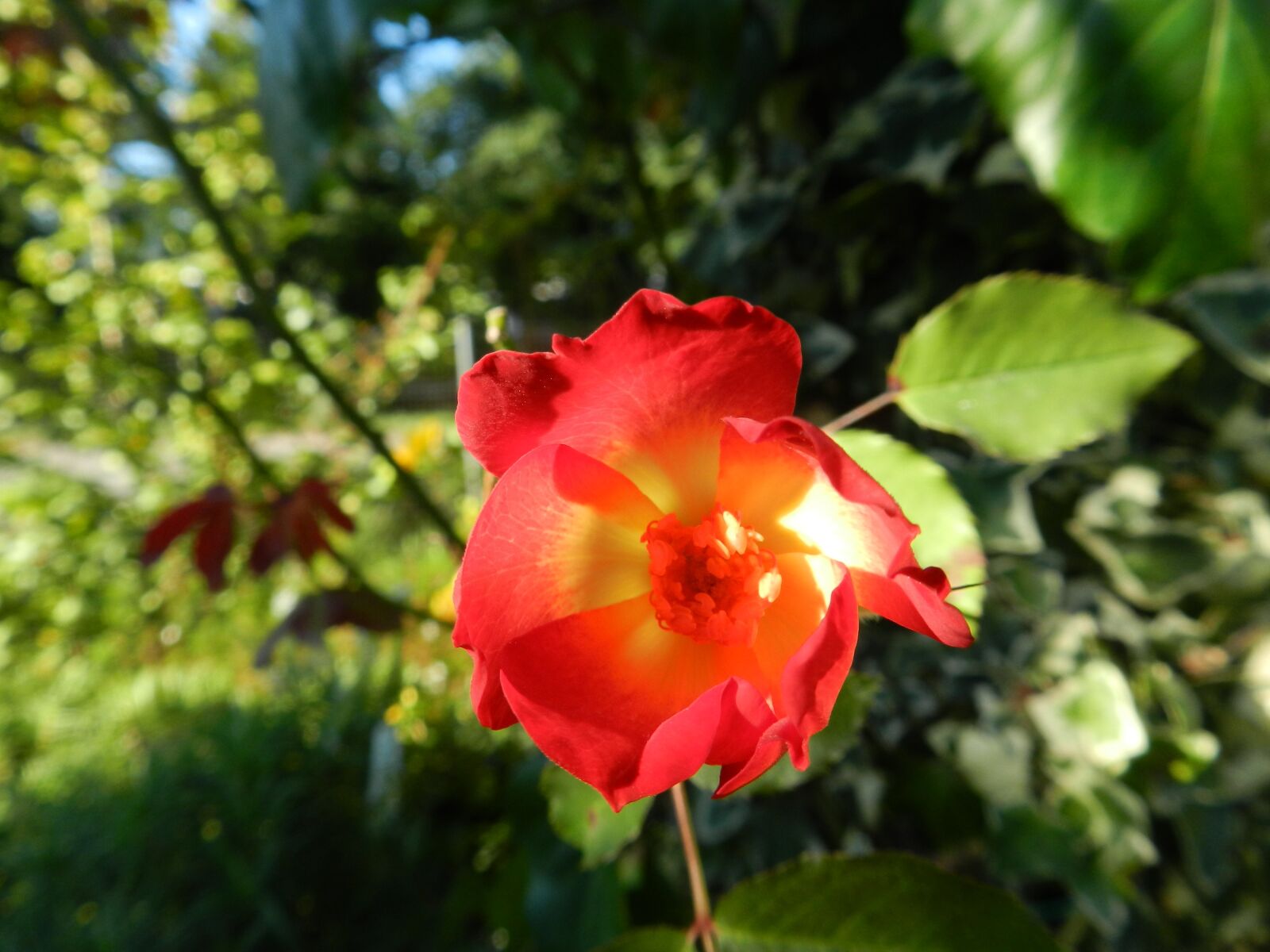 Nikon Coolpix P500 sample photo. Flowers, plants, smells of photography
