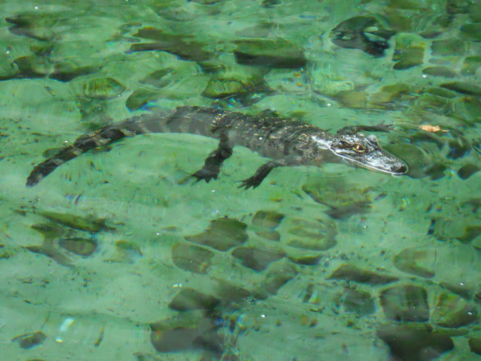 Nikon Coolpix S570 sample photo. Alligator photography