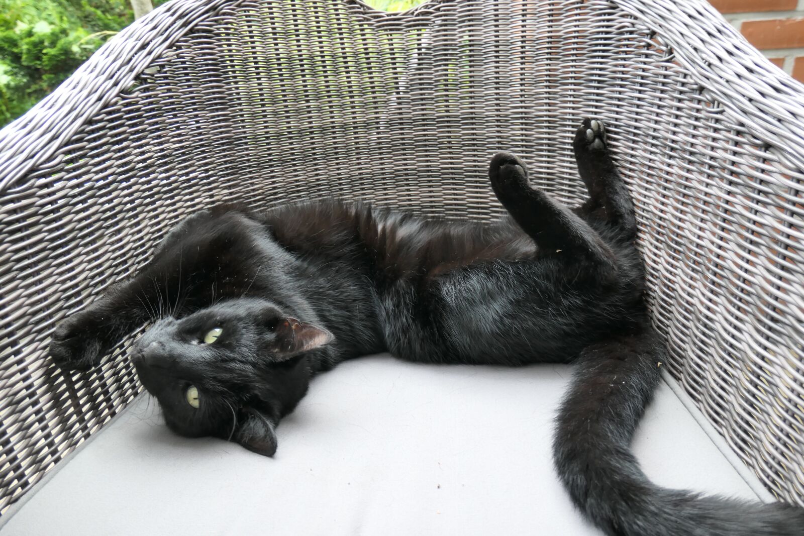 Panasonic DC-TZ200 sample photo. Cat, black, animal photography