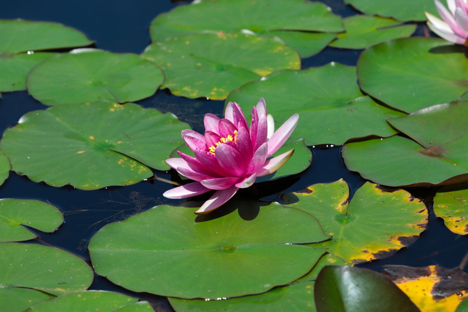 Canon EOS 5D Mark IV + Canon EF 70-300 F4-5.6 IS II USM sample photo. Water lilies, aquatic plants photography