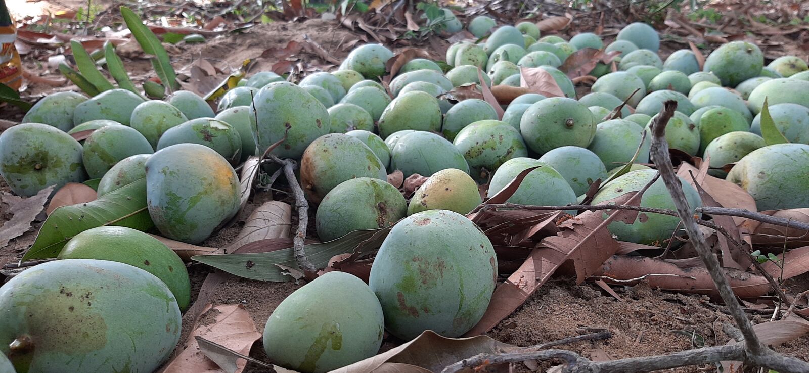 Samsung SM-A307FN sample photo. Fresh mango, mangoes, small photography
