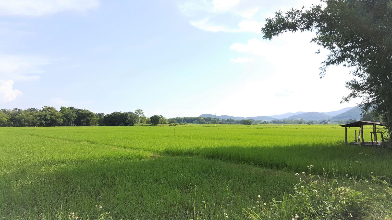 Samsung Galaxy Note5 sample photo. Paddy field, rice field photography