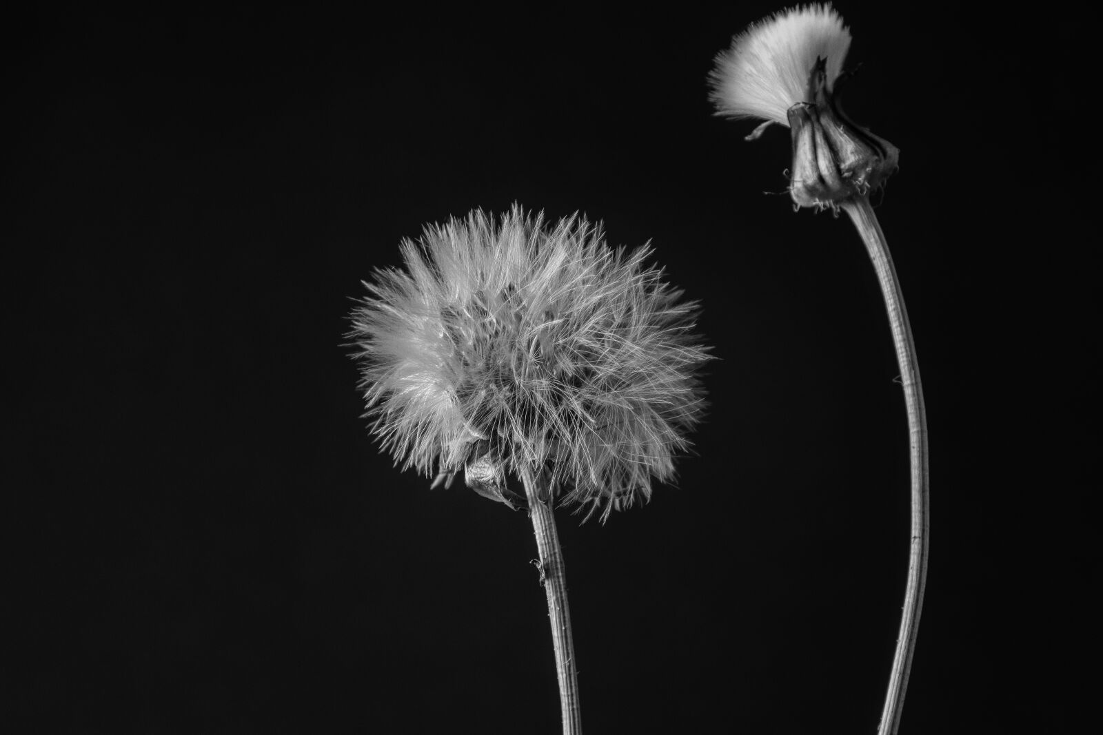 Nikon D5600 sample photo. Flower, nature, seeds photography