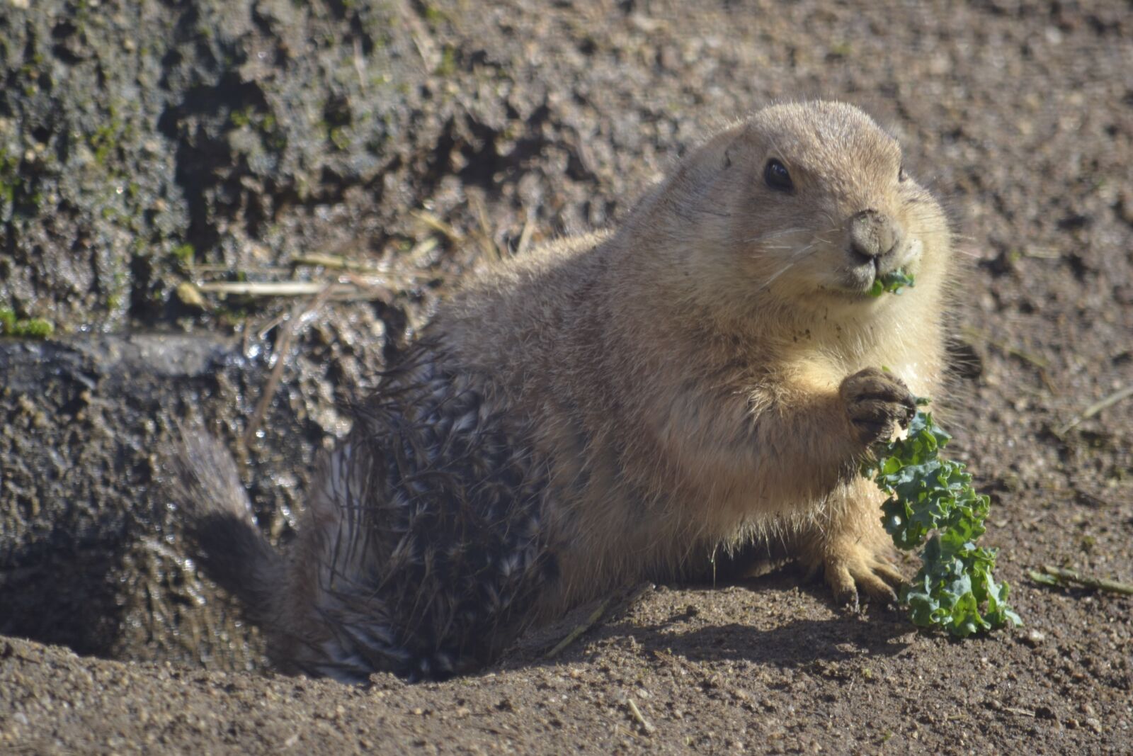 Nikon D3100 sample photo. Groundhog, prairiedog, zoo photography